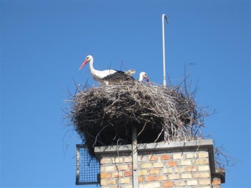 Władysławów: Bociany powróciły