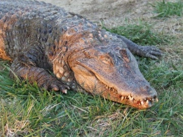 Nowe fakty w sprawie krokodyla