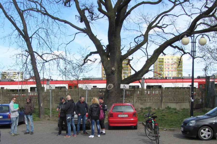 Dąb "Zawiadowca" nie do ruszenia. Pomnik przyrody