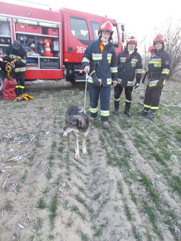 Konińscy strażacy uratowali psa, który spadł ze stromej skarpy