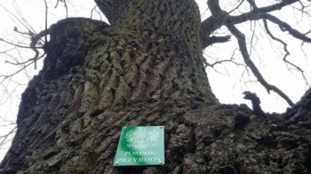 Mobilizacja dla Zawiadowcy! Dąb potrzebuje więcej głos&oacute;w