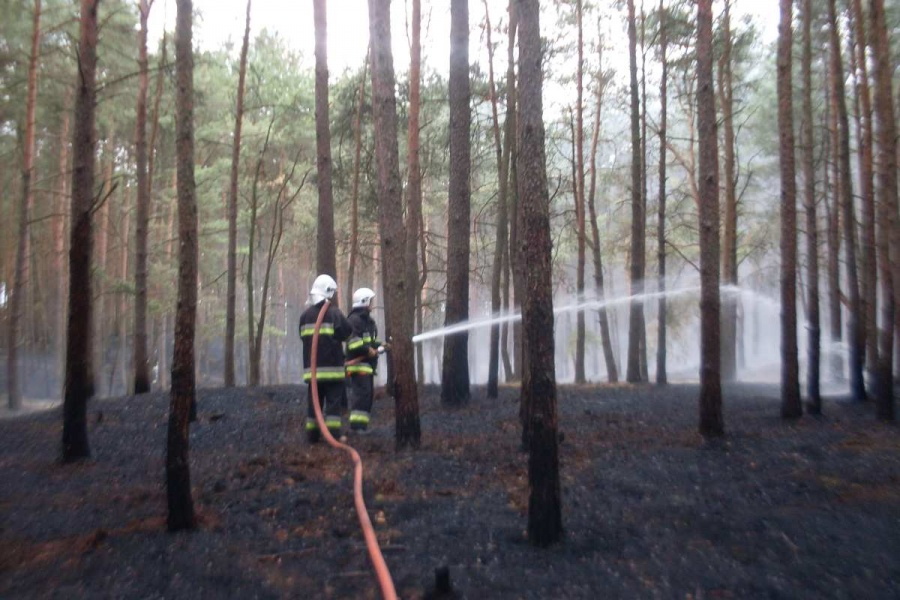 Pożar lasu. Z ogniem przez kilka godzin walczyło 30 strażaków