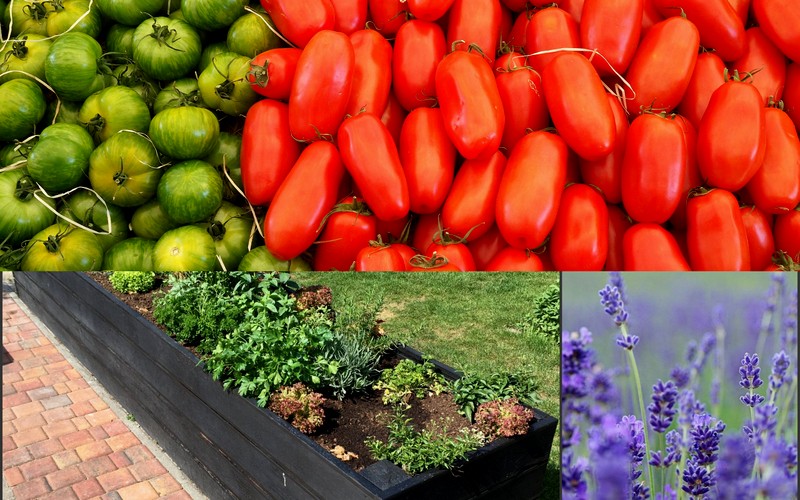 Własny warzywnik w ogrodzie, jak go stworzyć?