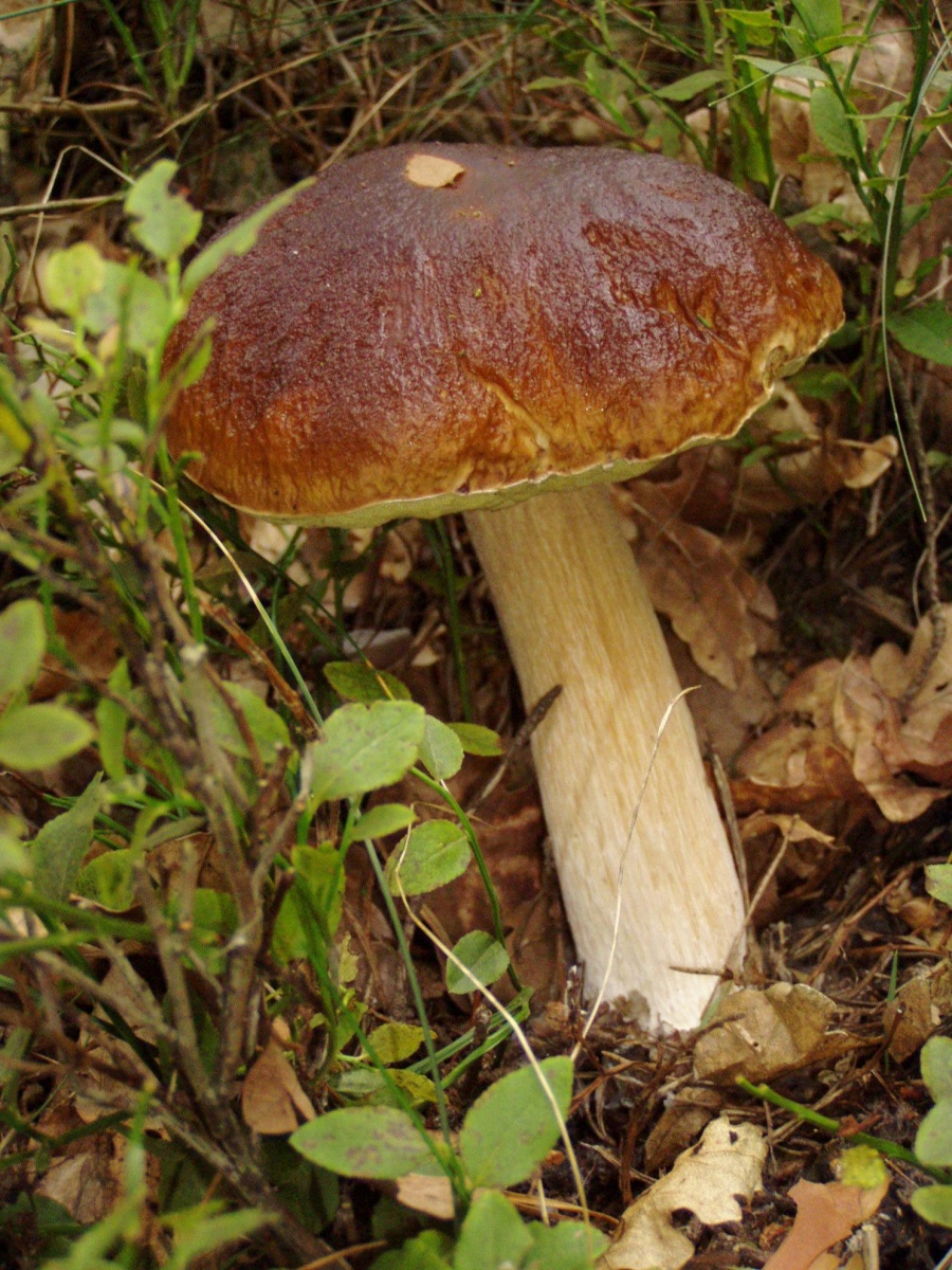 Nadleśnictwo Turek ogłasza konkurs grzybiarski. Na grzyby!