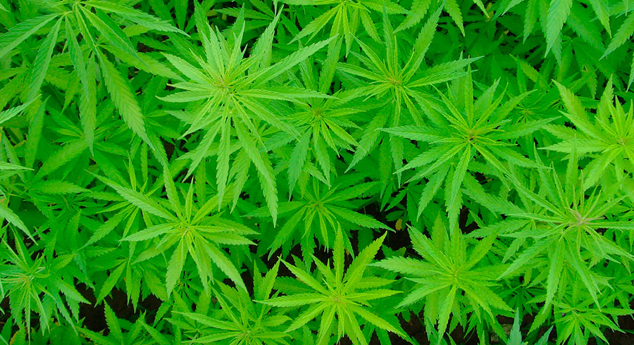 Medyczna marihuana w Koninie. Powstanie punkt konsultacyjny