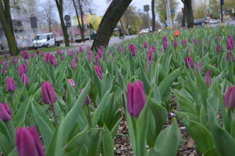 Kwiatowo w centrum Konina. Dworcowa obsypana tulipanamiÂ 