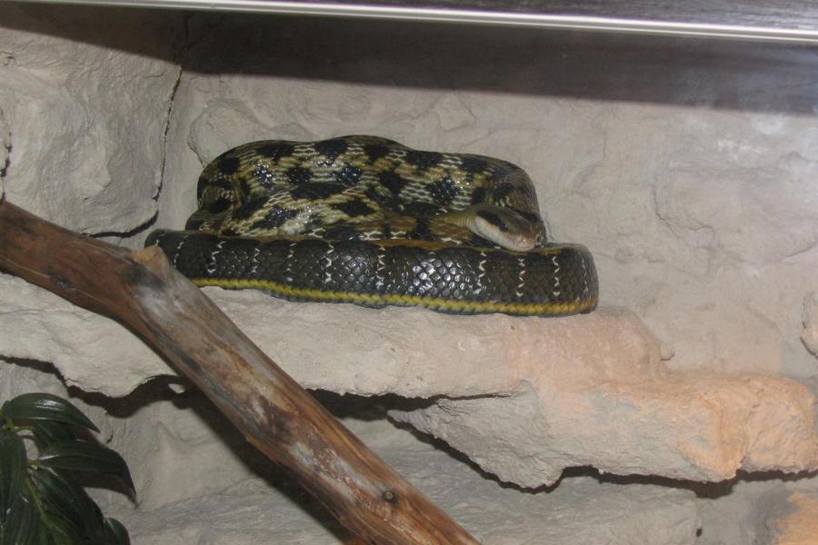 Konin. Trzymetrowy wąż chiński "uciekł" z domowego terrarium!