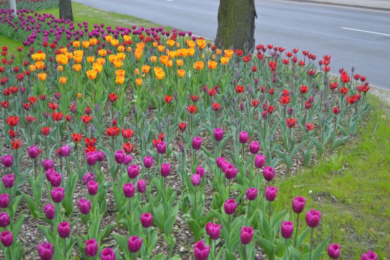 Tulipany zakwitły w centrum Konina. Zobaczcie kwiatowy dywan