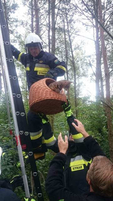 Anastazewo. Strażacy uratowali kota. Ściągnęli go z drzewa
