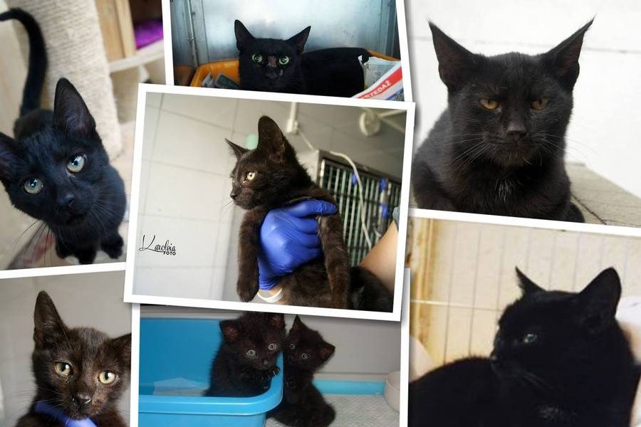 Czarne koty do adopcji. W piątek 13-tego mogą przynieść szczęście