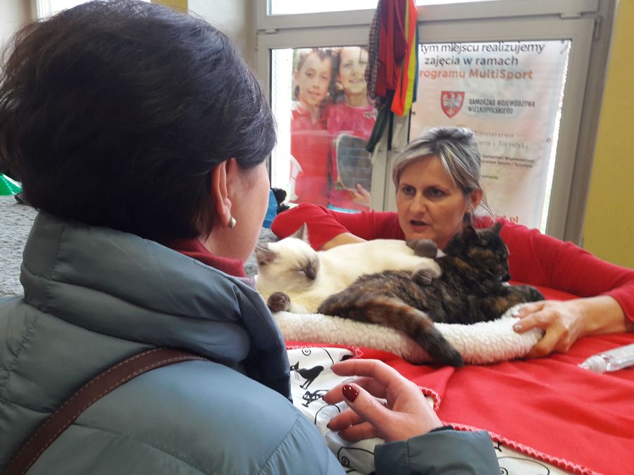 Konin. Pokaz kot&oacute;w rasowych. Przyjechali hodowcy z całego kraju