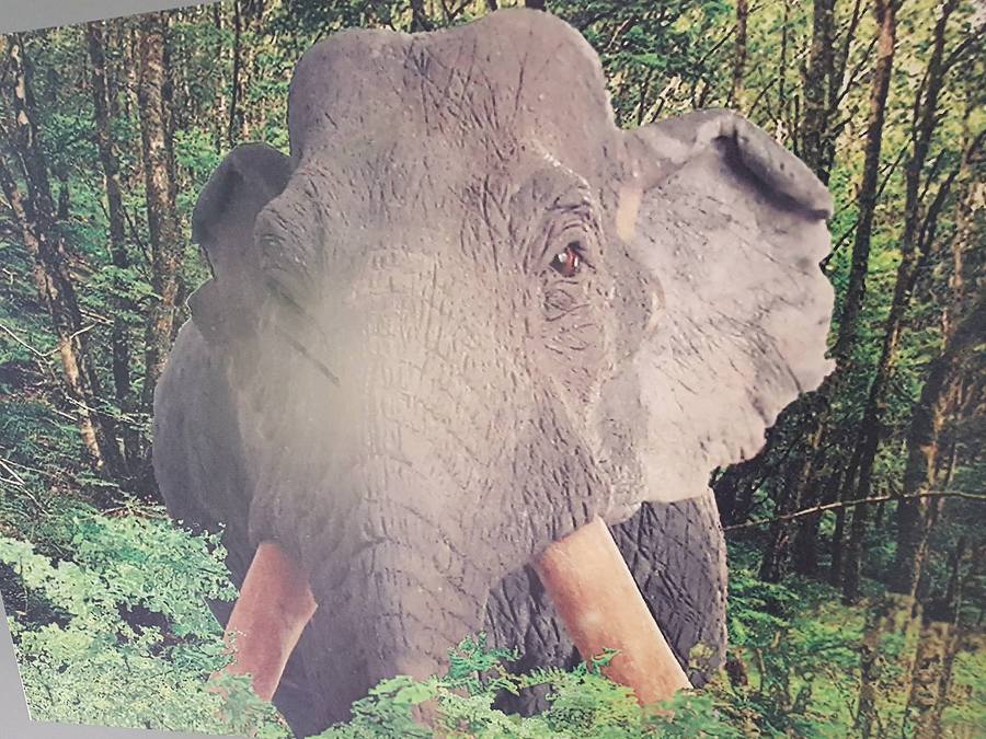 Słoń leśny namalowany na głazach. Artysta wytyczył czarny szlak