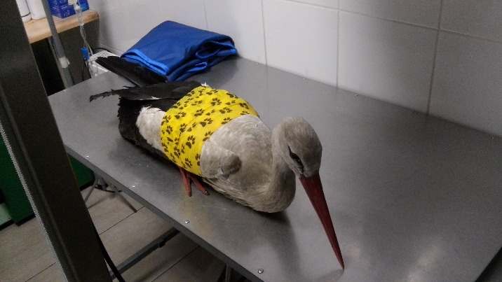 Kijowiec. Bocian ze złamanym skrzydłem został uratowany