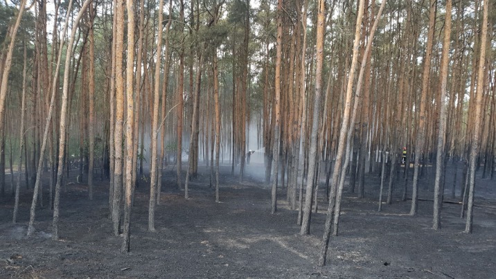 Pożar lasu w Ruminie. Na miejscu osiem jednostek straży