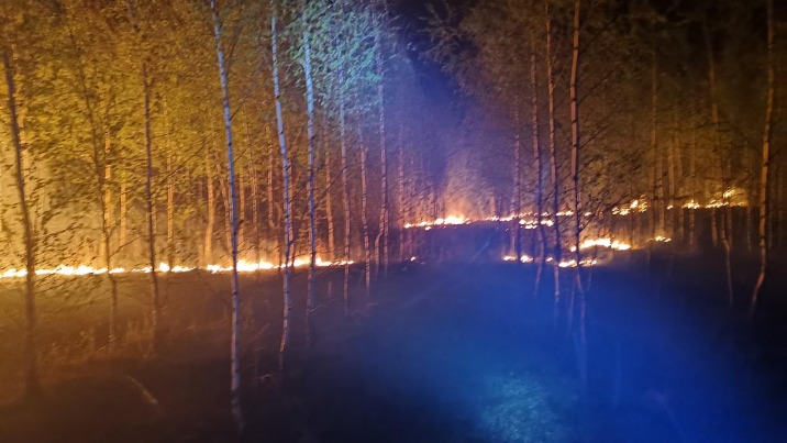 Pożar w Bilczewie. Płonęła sucha trawa, poszycie leśne i drzewa