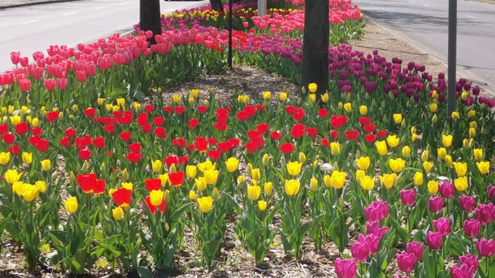 Konin. Tulipany wzdłuż ulicy Dworcowej są w pełnym rozkwicie