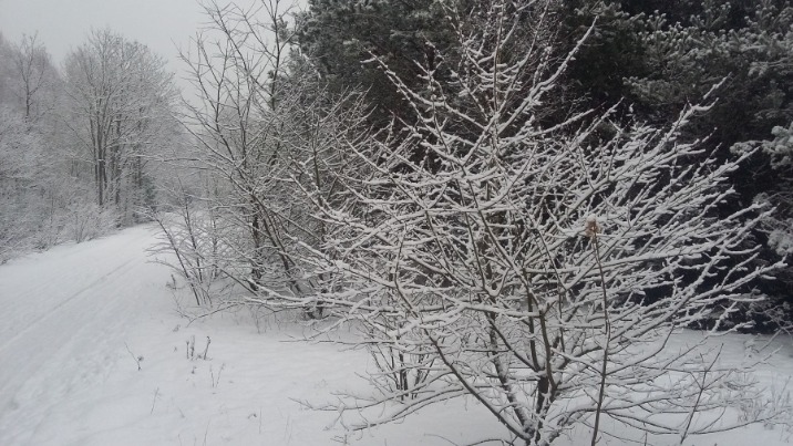 IMGW ostrzega przed opadami śniegu na wschodzie Wielkopolski
