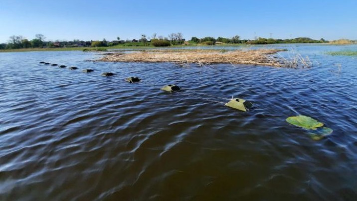 Szczepidło. Z Warty zniknęły platformy lęgowe dla rybitwy czarnej