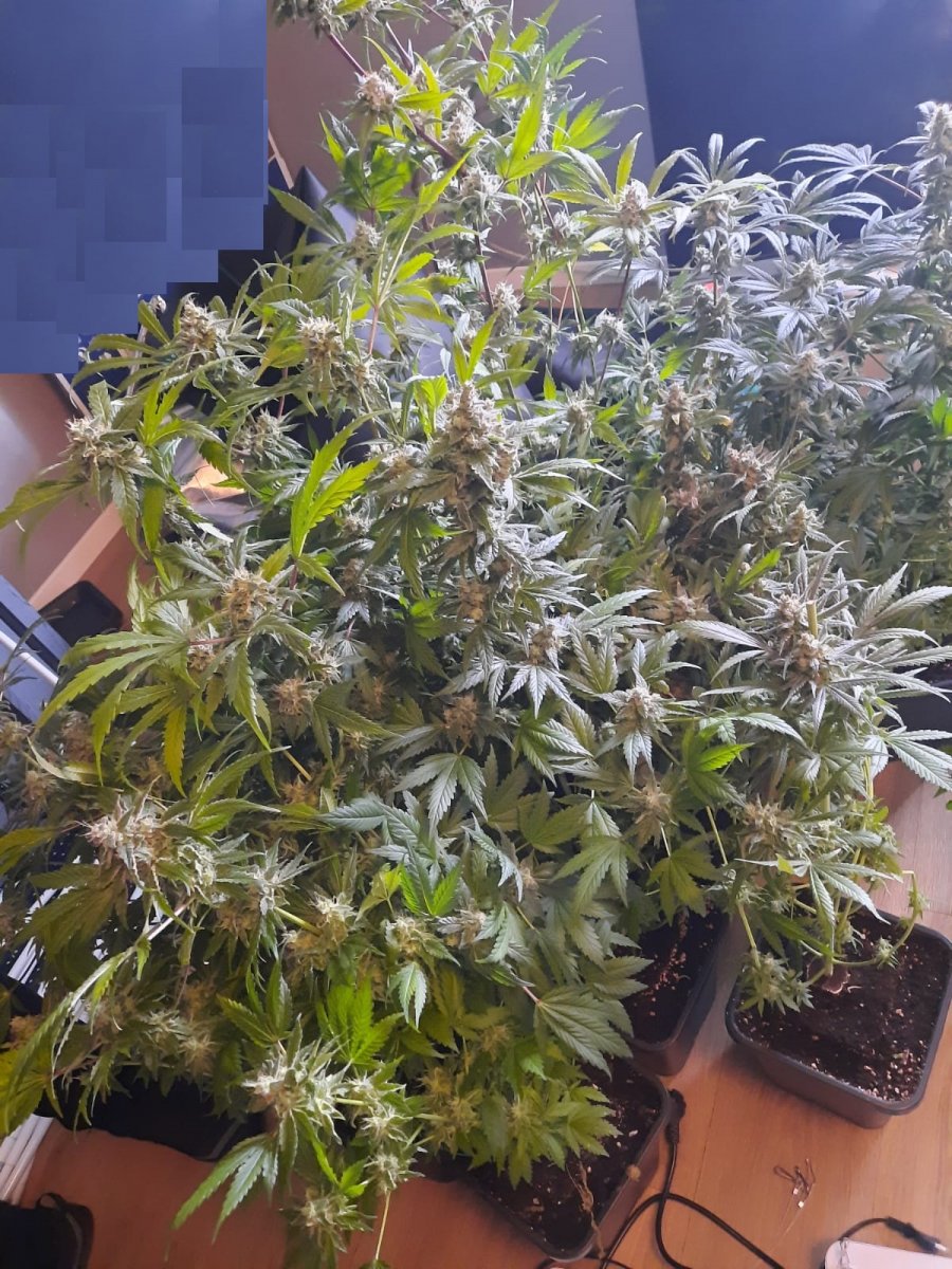 Zatrzymany z marihuaną. W mieszkaniu miał plantację konopi indyjskich