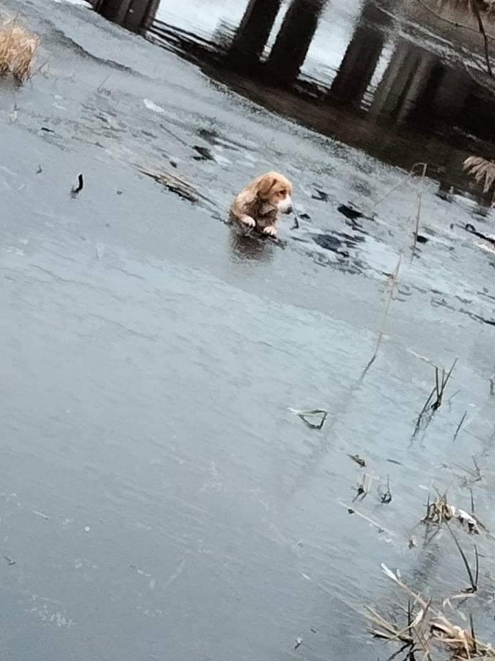 Pod psią rodziną zarwał się lód. Na ratunek ruszyli strażacy