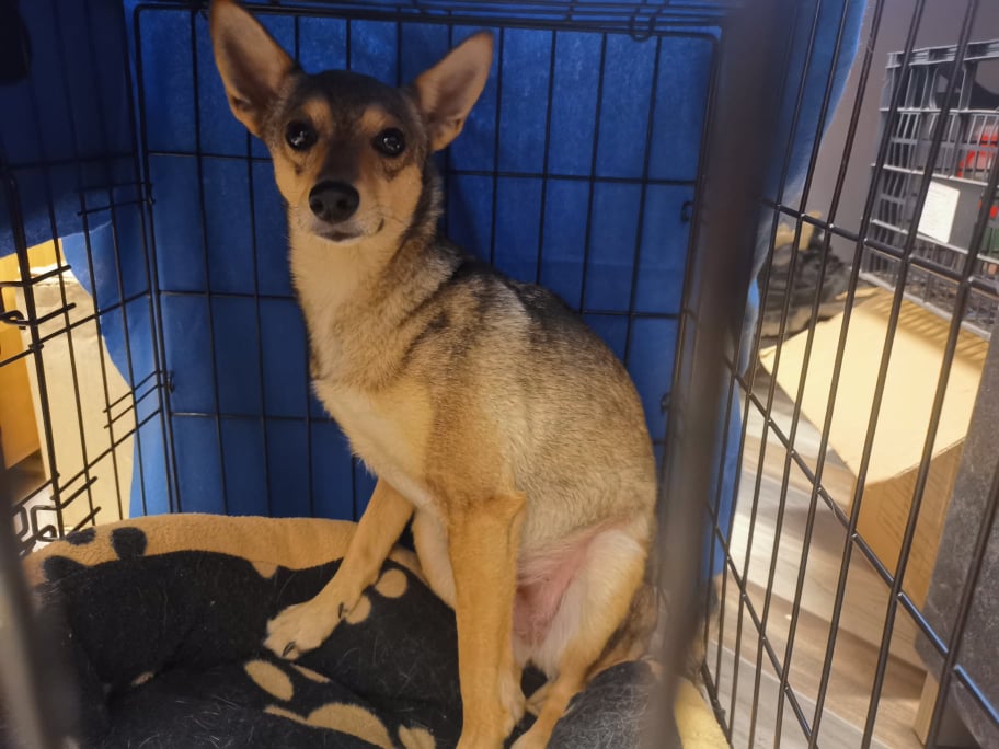 Schronisko apeluje o adopcje ps&oacute;w! Potrzebne miejsce dla zwierząt z Ukrainy