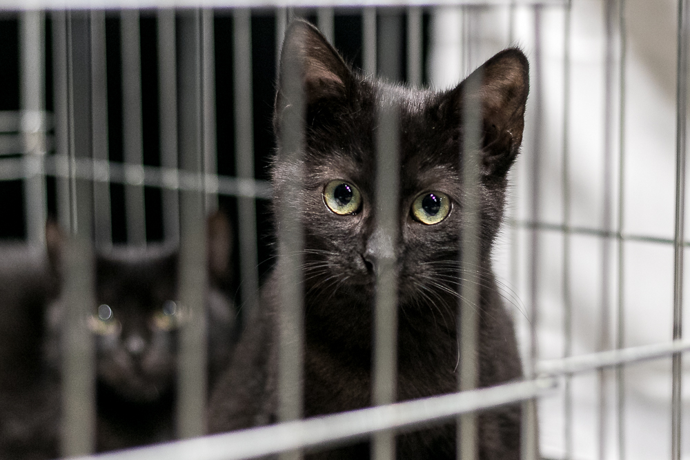 Sukces kociej wystawy. Będą następne?