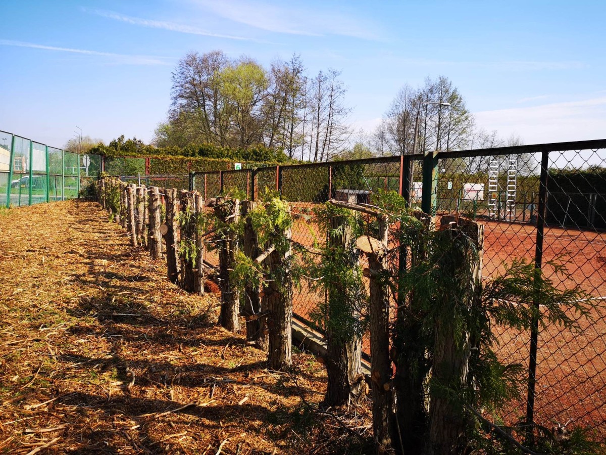 Kikuty zamiast zielonej ściany na konińskich kortach tenisowych