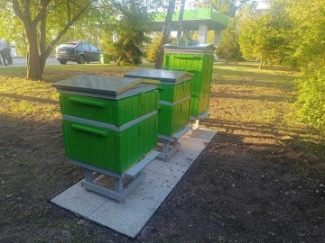 Zielona inicjatywa. Mała pasieka przy stacji paliw MZK w Koninie