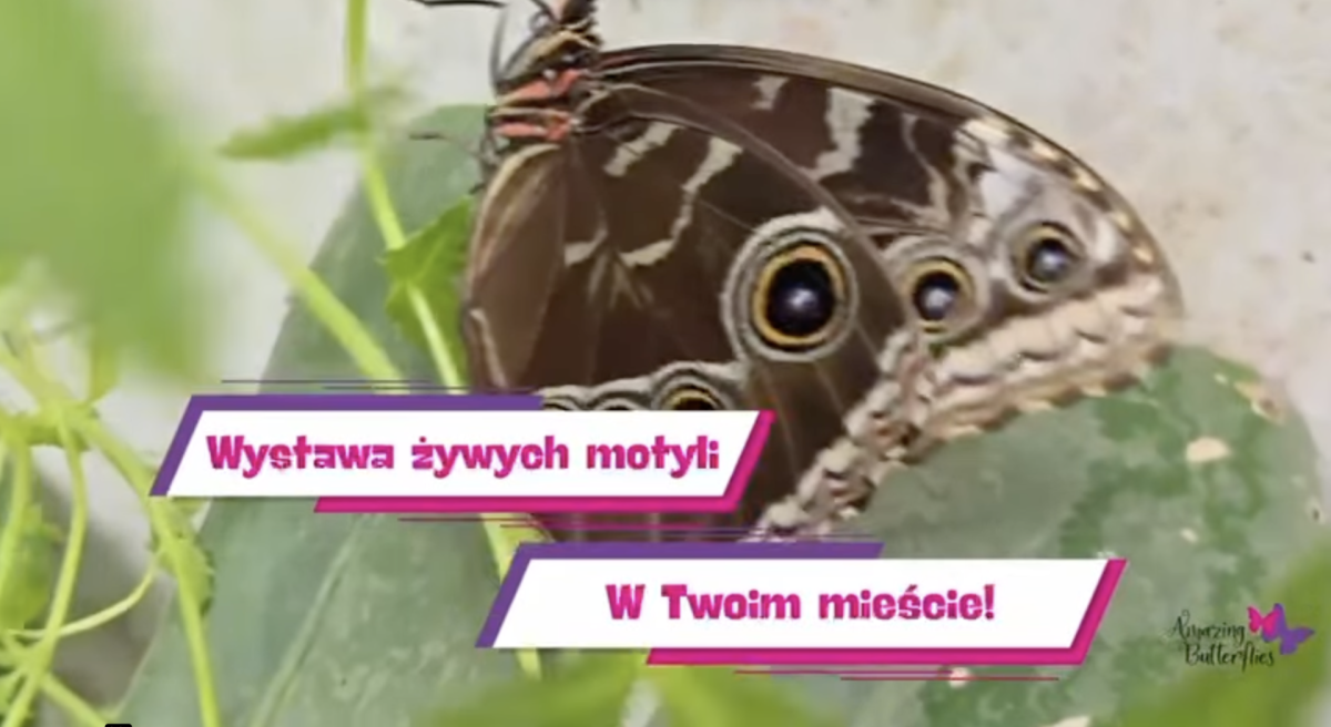 Wystawa żywych motyli