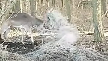 Dramat daniela w Daninowie. Tym kończy się zostawianie śmieci w lesie