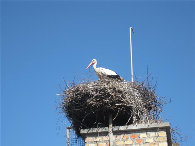 Władysław&oacute;w: Bociany powr&oacute;ciły