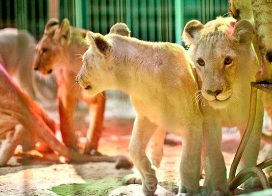 Jubileuszowy cyrk Korona