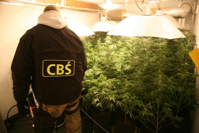 CBŚ zlikwidował plantację