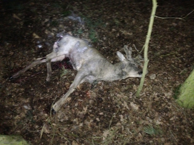 Psy polują bezkarnie