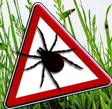 Lekarze ostrzegają. Rozpoczął się sezon na kleszcze