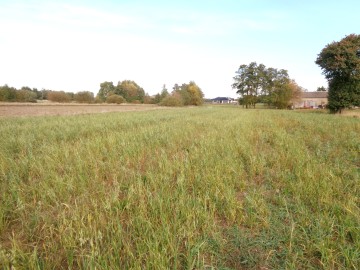 Ślesin – Sprzedam działkę budowlaną