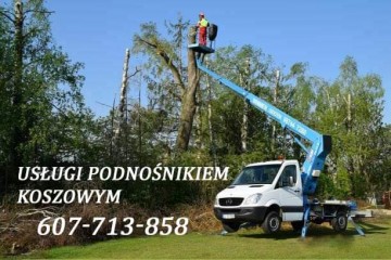 Wycinka drzew, frezowanie pni, usuwanie pni