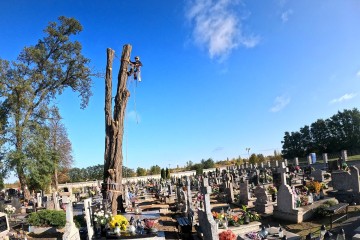 Wycinka drzew,  frezowanie pni, usuwanie pni