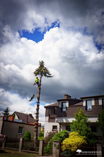 Wycinka drzew, frezowanie pni, usuwanie pni