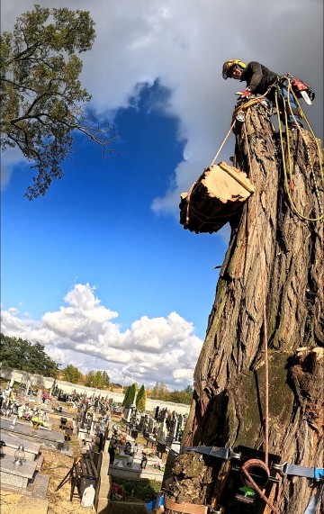 Usuwanie korzeni, usuwanie karp, pni, usługi rębakiem