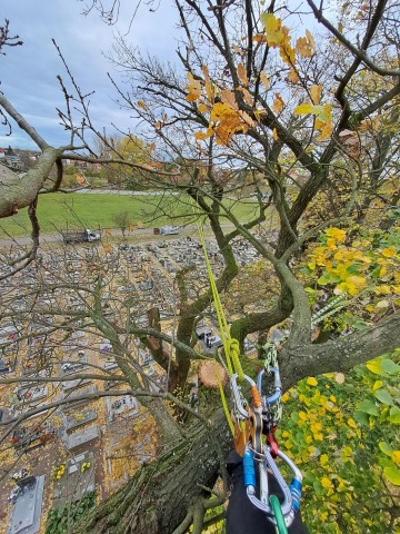 Usuwanie korzeni, usuwanie karp, pni, usługi rębakiem