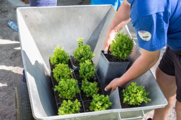 Usługi ogrodnicze - Pielęgnacja ogrod&oacute;w - Opryski - Cięcie