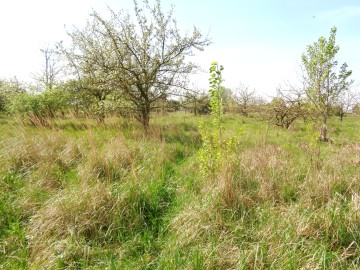 Sompolno &ndash; Duża Działka Budowlana