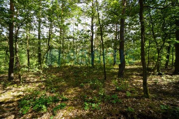 Działka budowlana z lasem - Grabieniec