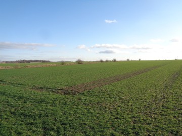 Grunt Rolny okolice Sompolna/Izbicy Kujawskiej