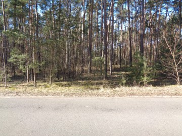 Ślesin &ndash; Działka Leśna