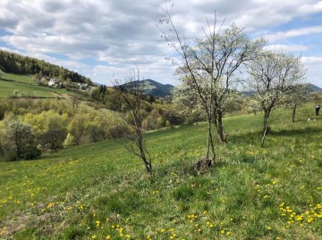 Działka budowlana w Pasierbcu z widokiem na Beskid Wyspowy