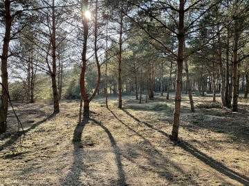 Na sprzedaż działki budowlane z zadrzewieniem - Kol. Lipiny