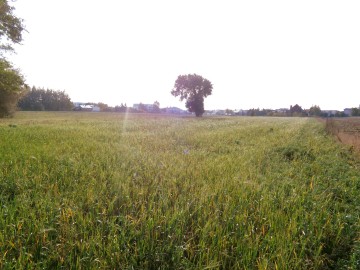 Ślesin &ndash; Sprzedam działkę budowlaną