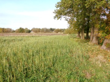 Ślesin – Sprzedam działkę budowlaną